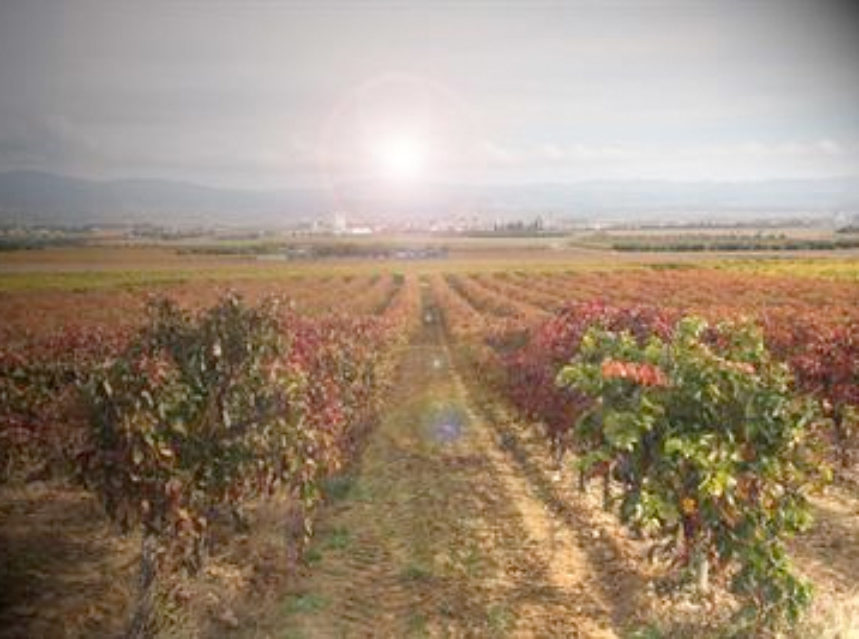 Vendimia tardía con buenos resultados en la DO Navarra