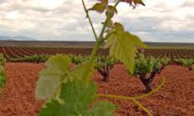 Temperaturas frescas provocan una lenta evolución de la maduración de la uva