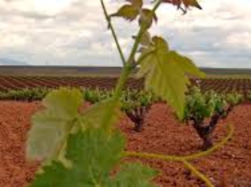 Temperaturas frescas provocan una lenta evolución de la maduración de la uva