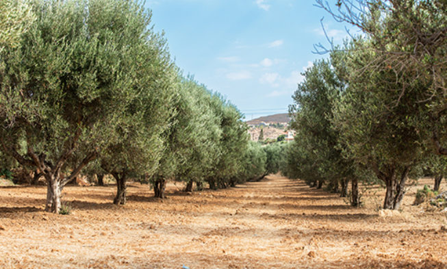 Descubren posibles depredadores de la Xylella