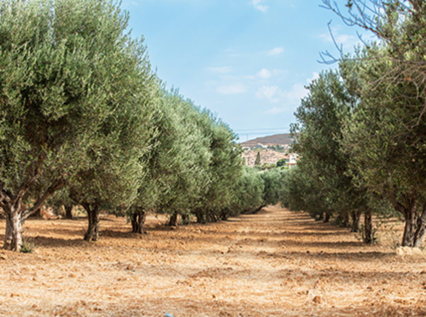 Descubren posibles depredadores de la Xylella