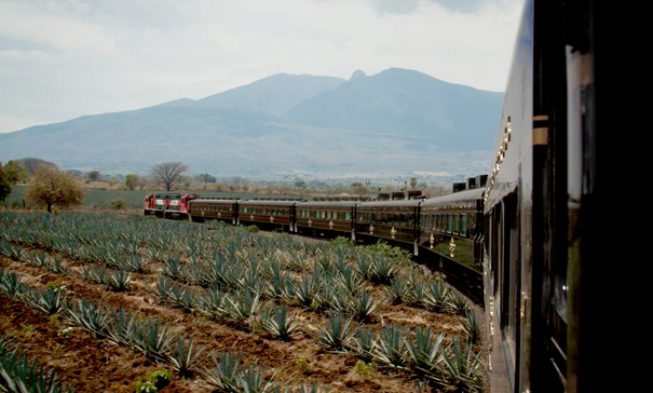 Tequila (III). La plantación