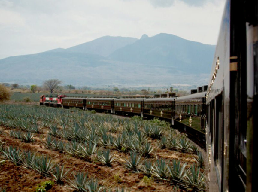 Tequila (III). La plantación