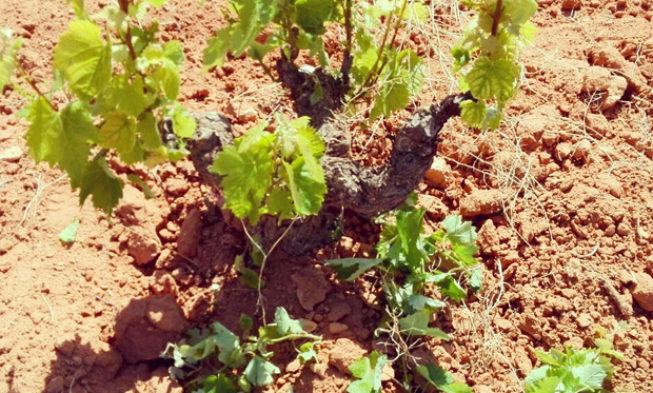 El ciclo anual de un viñedo. Capítulo 9. Primavera. Poda en verde