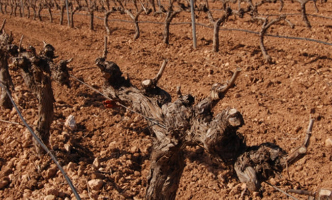 El ciclo anual de un viñedo. Capítulo 2. La poda (a)