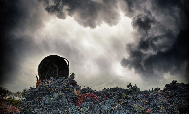 Una escena de vendimia gana el Concurso Fotográfico Agrovin 2016