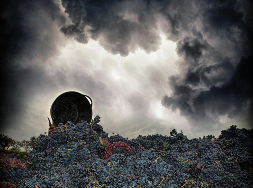Una escena de vendimia gana el Concurso Fotográfico Agrovin 2016