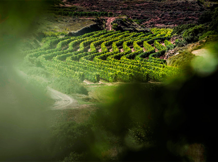 La DOCa Rioja blinda su potencial productivo para el período 2019 – 2021