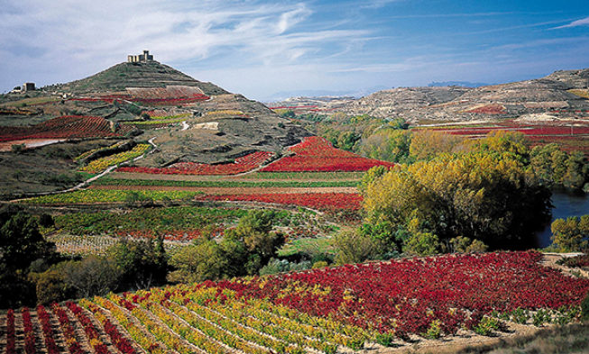 Rioja implanta un stock cualitativo en la vendimia 2018 Rioja implanta un stock cualitativo en la vendimia 2018