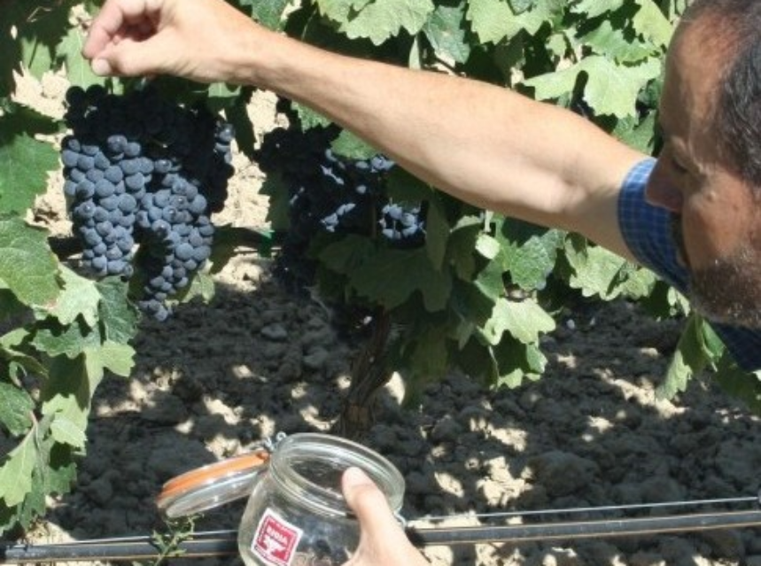 EL BUEN TIEMPO FAVORECE UNA BUENA EVOLUCIÓN DE LA MADURACIÓN DE LA COSECHA 2013 EL BUEN TIEMPO FAVORECE UNA BUENA EVOLUCIÓN DE LA MADURACIÓN DE LA COSECHA 2013