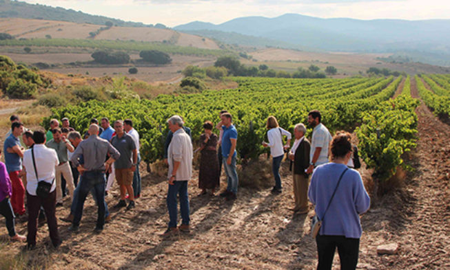 Smart Sustainable Wine Navarra: sostenibilidad en el viñedo frente al cambio climático