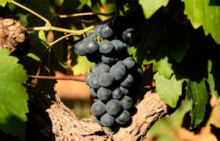 Cómo adaptar el sector de la viña y el vino los efectos del cambio climático img