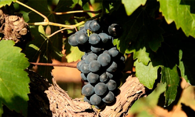 Cómo adaptar el sector de la viña y el vino los efectos del cambio climático