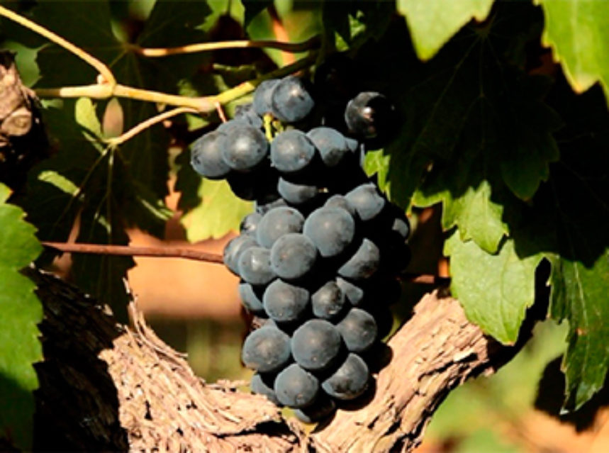 Cómo adaptar el sector de la viña y el vino los efectos del cambio climático Cómo adaptar el sector de la viña y el vino los efectos del cambio climático