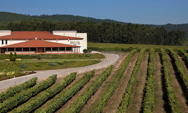 Aumentan de forma natural las propiedades biosaludables del vino Aumentan de forma natural las propiedades biosaludables del vino