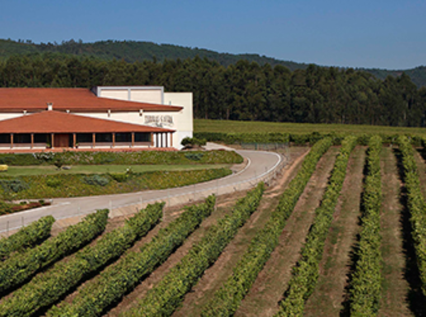 Aumentan de forma natural las propiedades biosaludables del vino