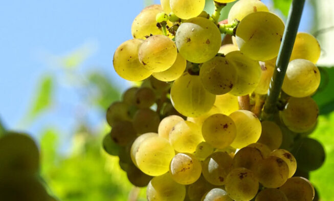 Viña Moraima elabora el vino “Mausiño”
