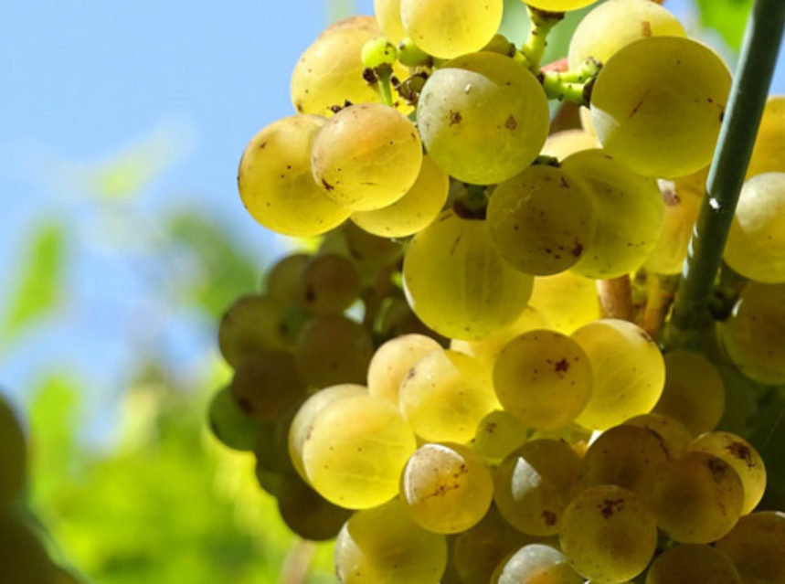Viña Moraima elabora el vino “Mausiño”