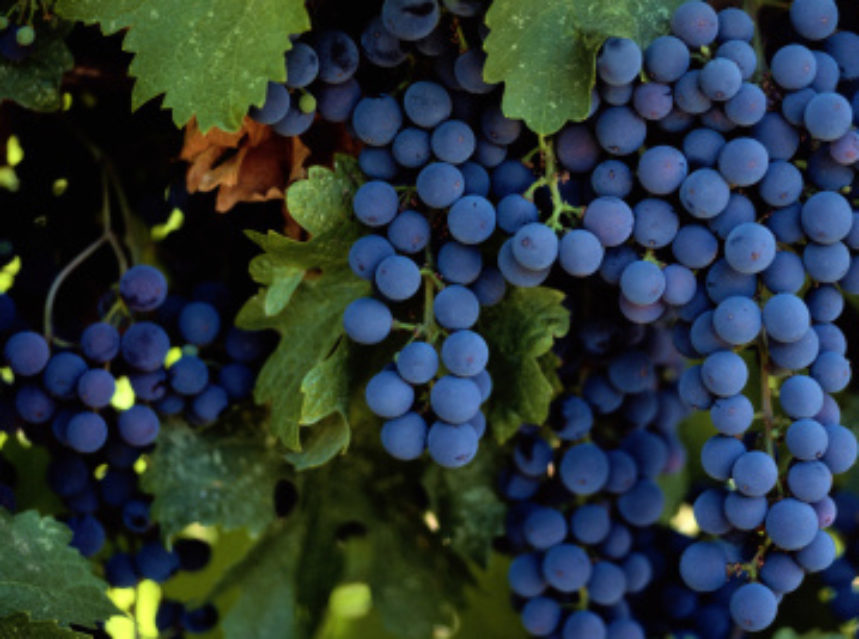 Rumanía tira de buen clima y bajos costes para entrar en el mercado del vino Rumanía tira de buen clima y bajos costes para entrar en el mercado del vino
