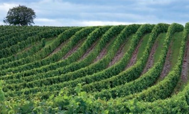 Investigadores trabajan en el desarrollo de un robot que mejore la gestión del rendimiento y calidad del vino