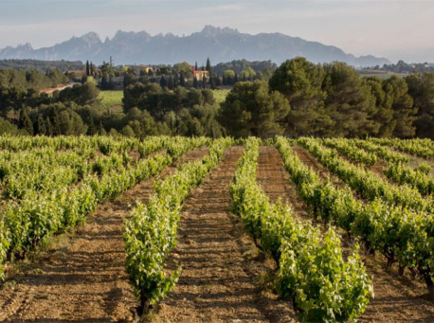 El Cava de Paraje Calificado inicia su primera vendimia Do CA