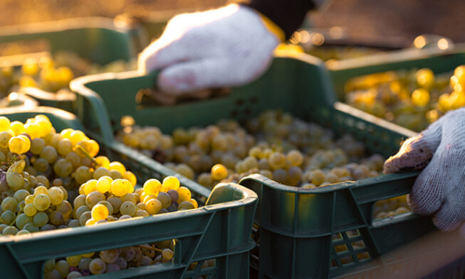 Análisis de las posibilidades de la campaña, en el último tramo de vendimia Análisis de las posibilidades de la campaña
