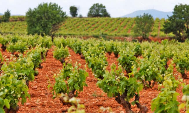 La Asociación para la Promoción del Vino de Garnacha difundirá y promocionará esta variedad autóctona