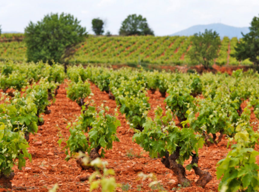 La Asociación para la Promoción del Vino de Garnacha difundirá y promocionará esta variedad autóctona