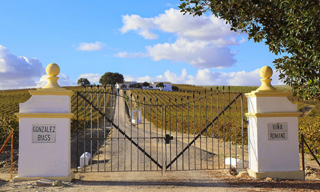 El 69% del total de vinos de Andalucía procede de viñedos amparados por una DOP