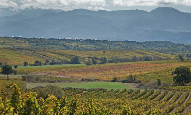 La DO Bierzo presenta su nueva zonificación y etiquetado