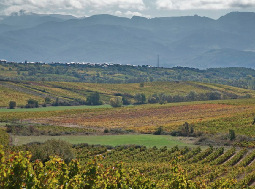 La DO Bierzo presenta su nueva zonificación y etiquetado