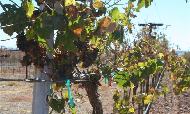 El vino del desierto