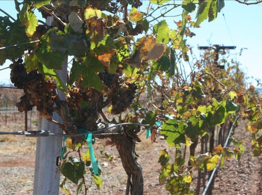 El vino del desierto