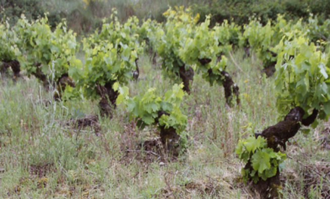 Aparecen las primeras luces sobre la Interprofesional del vino español