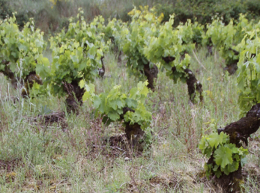Aparecen las primeras luces sobre la Interprofesional del vino español