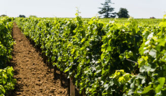 Francia inyecta 130 millones de euros para salvar su viticultura: ¿Una solución a una crisis estructural?