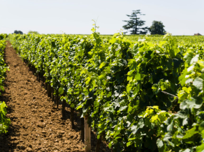 Los vinos bio generan más empleo que los cultivos tradicionales