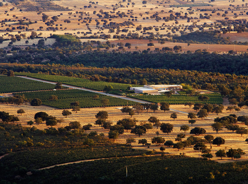 Vallegarcía obtiene la DOP