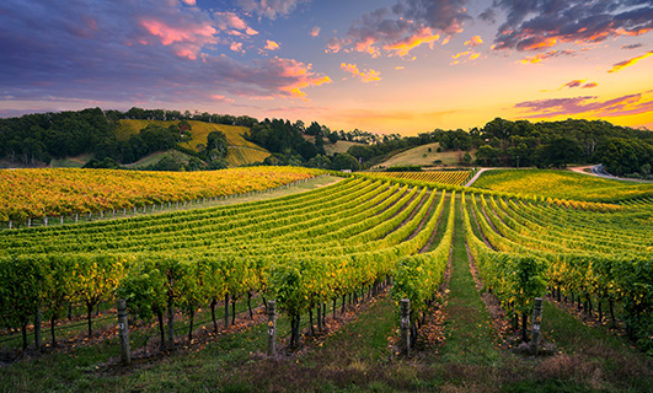 2018: Nuevo año de récord en la producción mundial de vino 2018: Nuevo año de récord en la producción mundial de vino