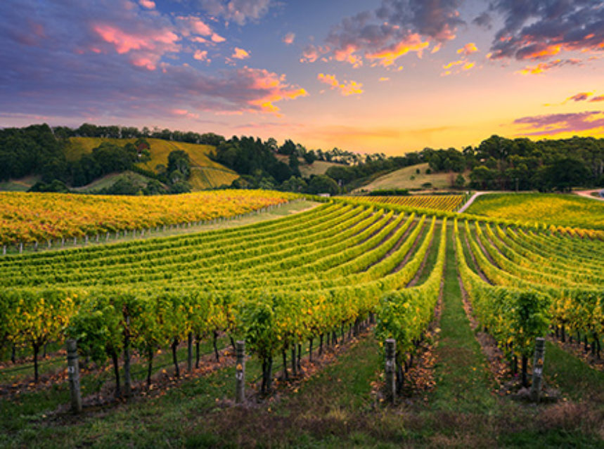 2018: Nuevo año de récord en la producción mundial de vino 2018: Nuevo año de récord en la producción mundial de vino
