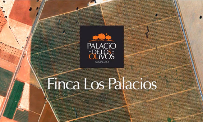 Apadrina un olivo por una buena causa Apadrina un olivo por una buena causa