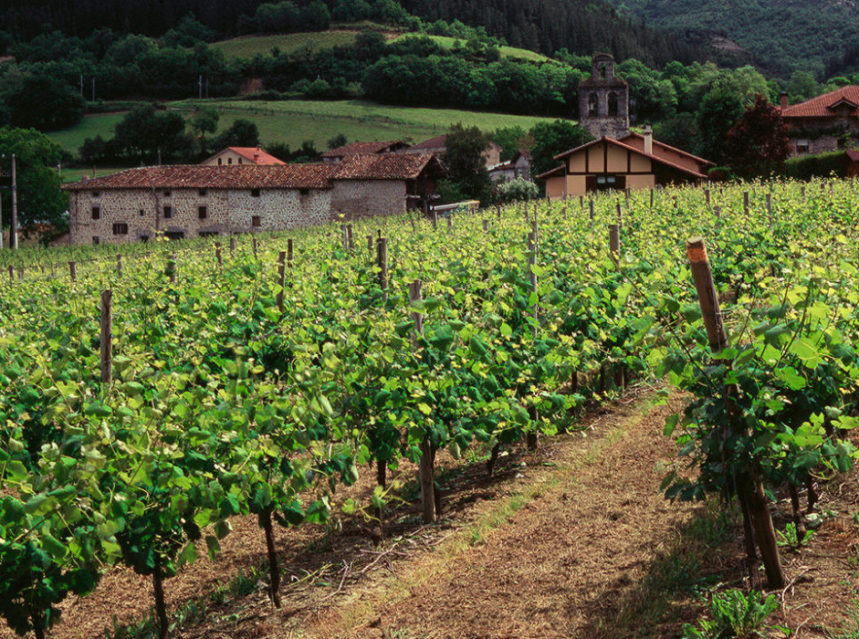 Modificada la normativa sobre autorizaciones para la plantación de viñedos