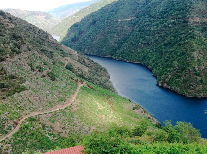 Catar, Catar y volver a Catar en la XXV edición de la Cata de los Vinos de Ribeira Sacra