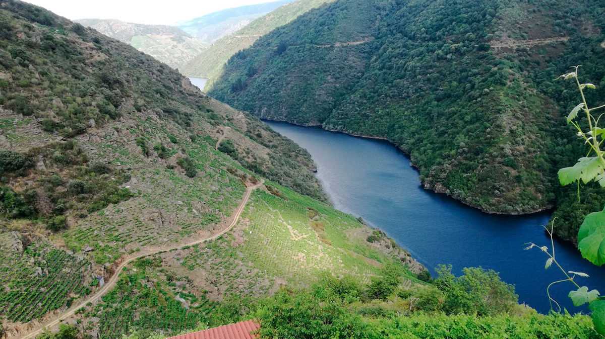 Catar, Catar y volver a Catar en la XXV edición de la Cata de los Vinos de Ribeira Sacra