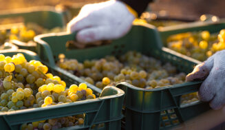 Cooperativas agroalimentarias: España afronta otra vendimia corta mientras el vino mundial encadena cuatro años de baja producción