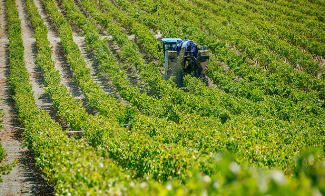 Se generaliza la vendimia y se esperan la totalidad de precios Se generaliza la vendimia y se esperan la totalidad de precios