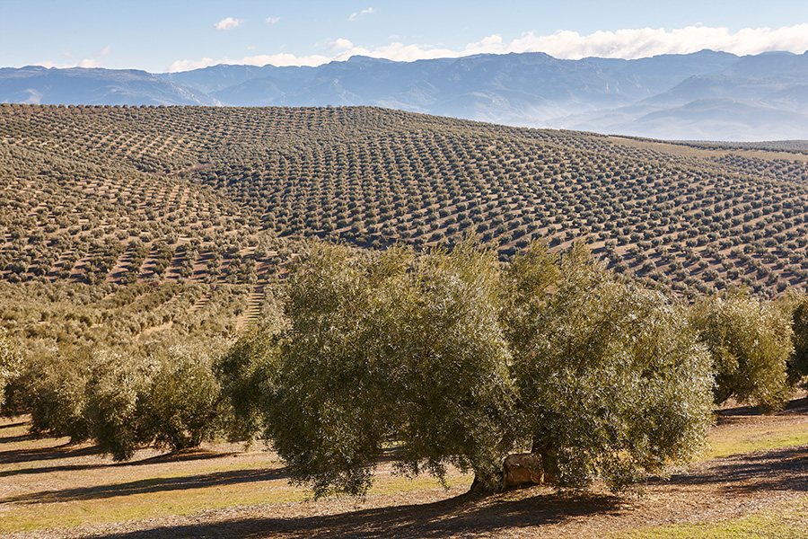 Jugarse el futuro con el olivar tradicional La Gaceta del Vino