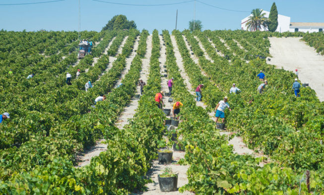 Cooperativas prevé una cosecha de 46 millones de hectolitros en 2020