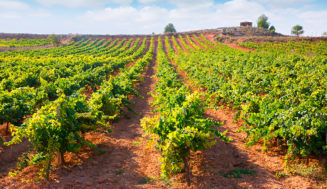 El desafío del vino español: más tamaño, sin perder diversidad