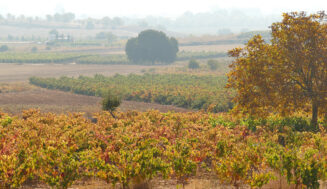 Ribera del Duero se une a Wine Origins Alliance